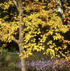 Yellow Birch (Betula alleghaniensis)