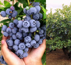 Blueberry, Duke