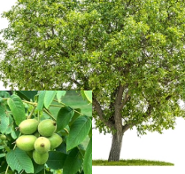 Butternut/White Walnut