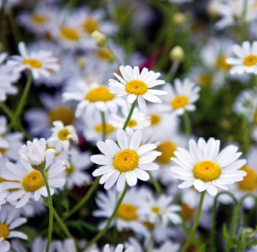 Chamomile, Zloty Lan