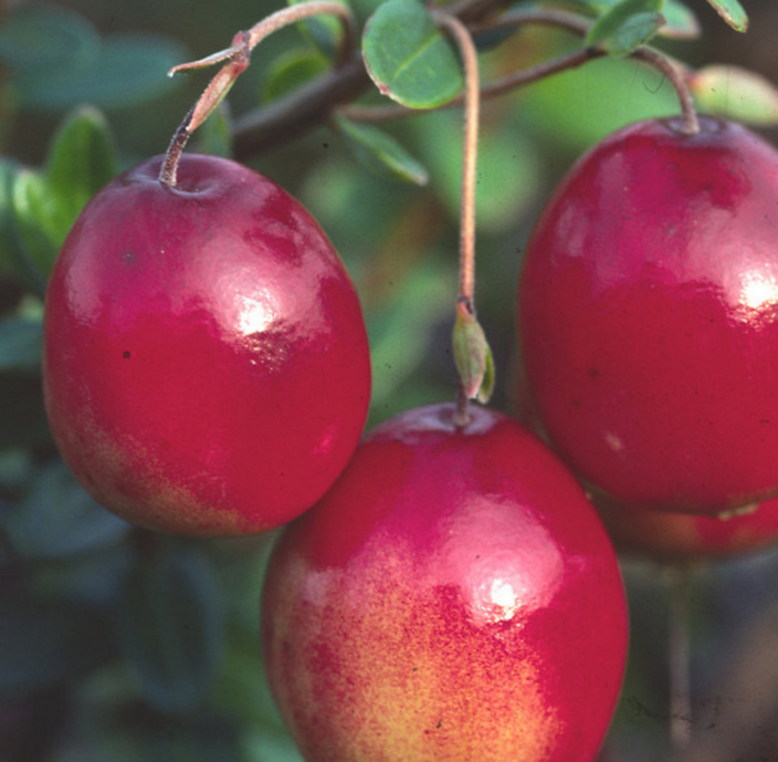 Highbush Cranberry (Viburnum trilobum)