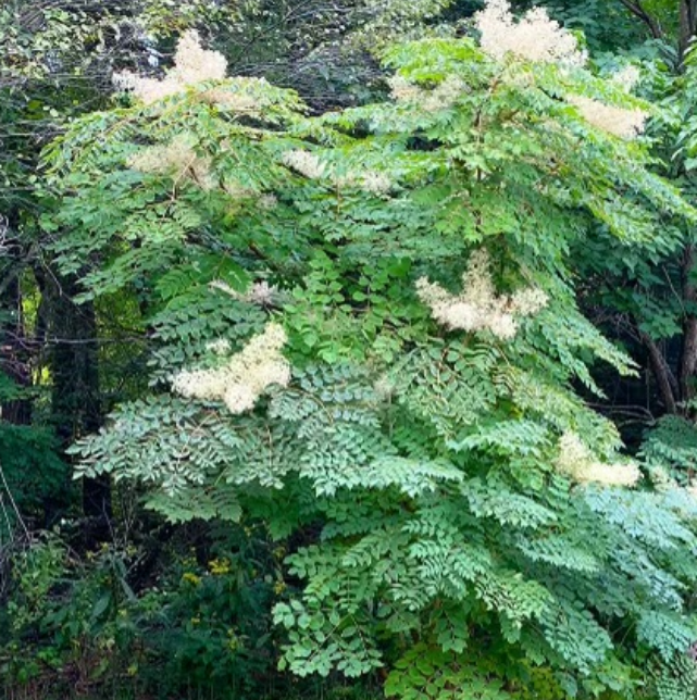 Devil's Walking Stick (Aralia spinosa)