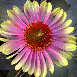 Coneflower, Green Twister