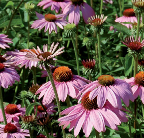 Echinacea - Purpurea