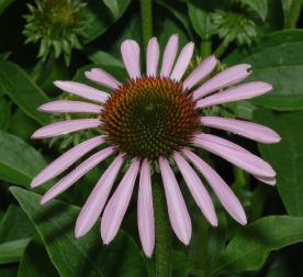 Coneflower, Pallida