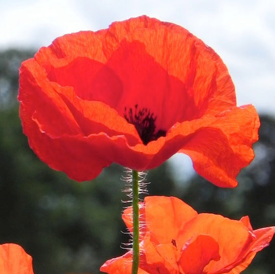 Poppy, American Legion