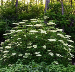 Elderberry, John's (Sambucus canadensis)