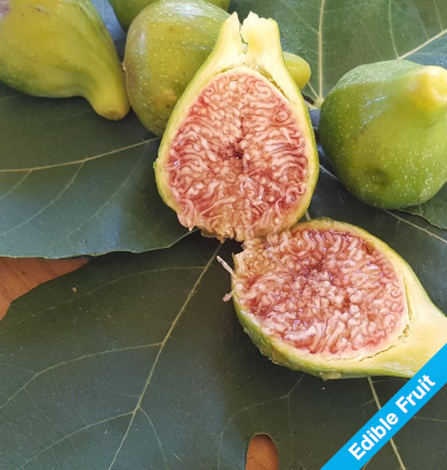 Fig, Desert King