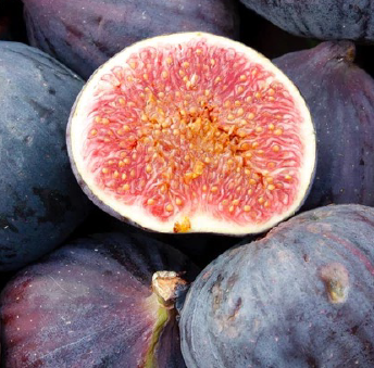 Fig, LSU Purple
