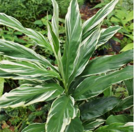 Myoga Ginger (Zingiber mioga)