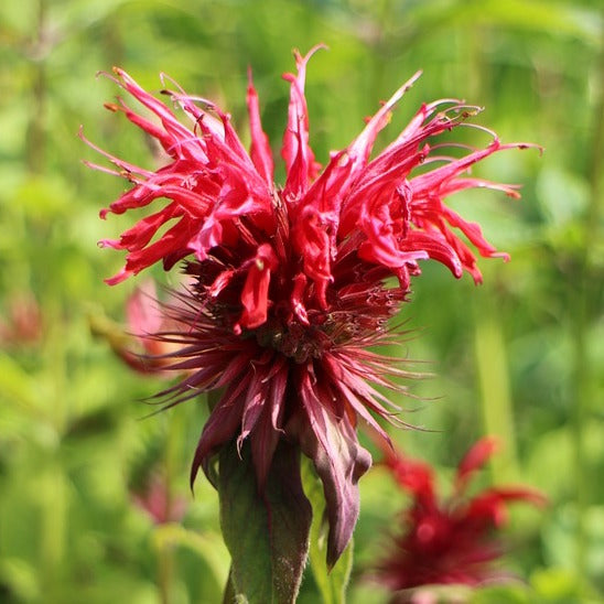 Bee Balm, Scarlet (Monarda didyma)