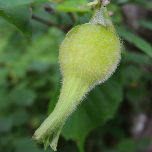 Hazelnut - Beaked