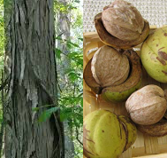 Hickory, Shellbark (Carya laciniosa)