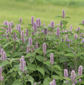 Anise Hyssop (Agastache foeniculum)