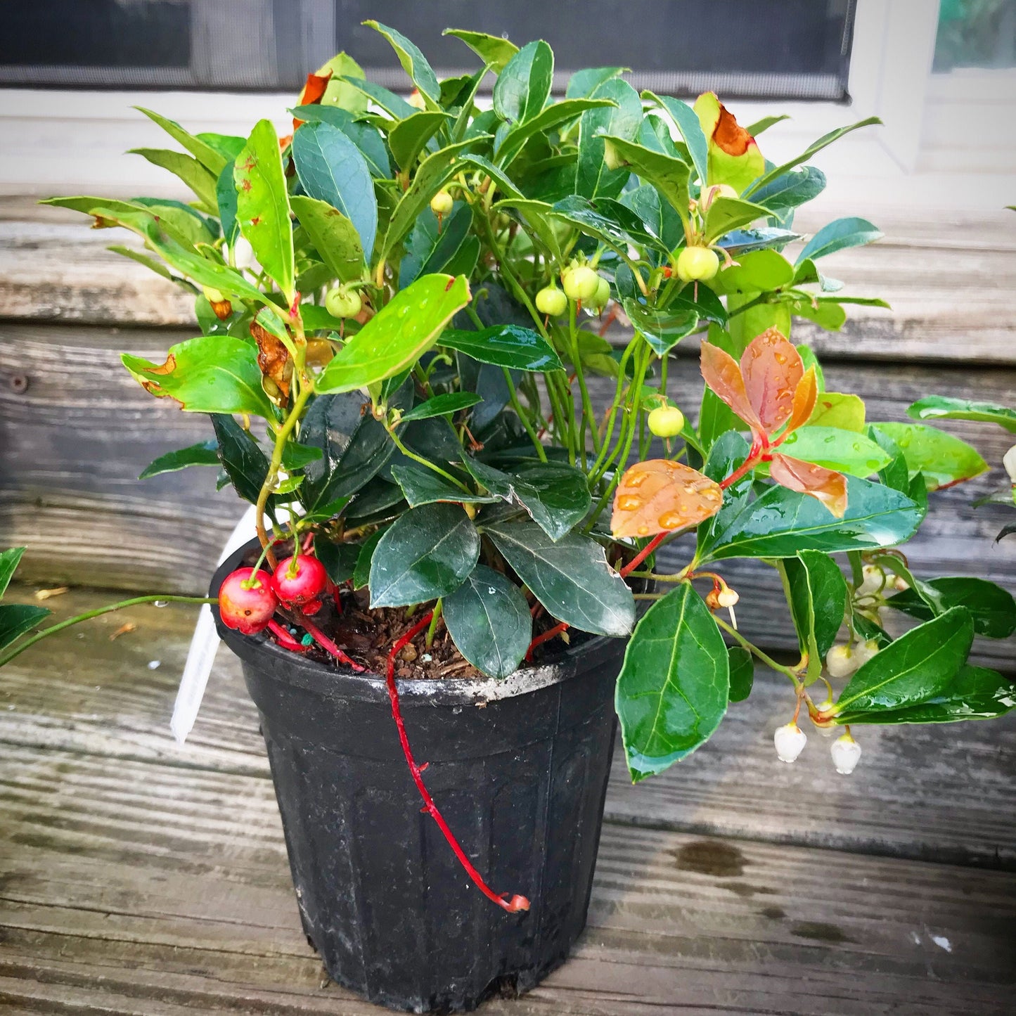 Wintergreen (Gaultheria procumbens)