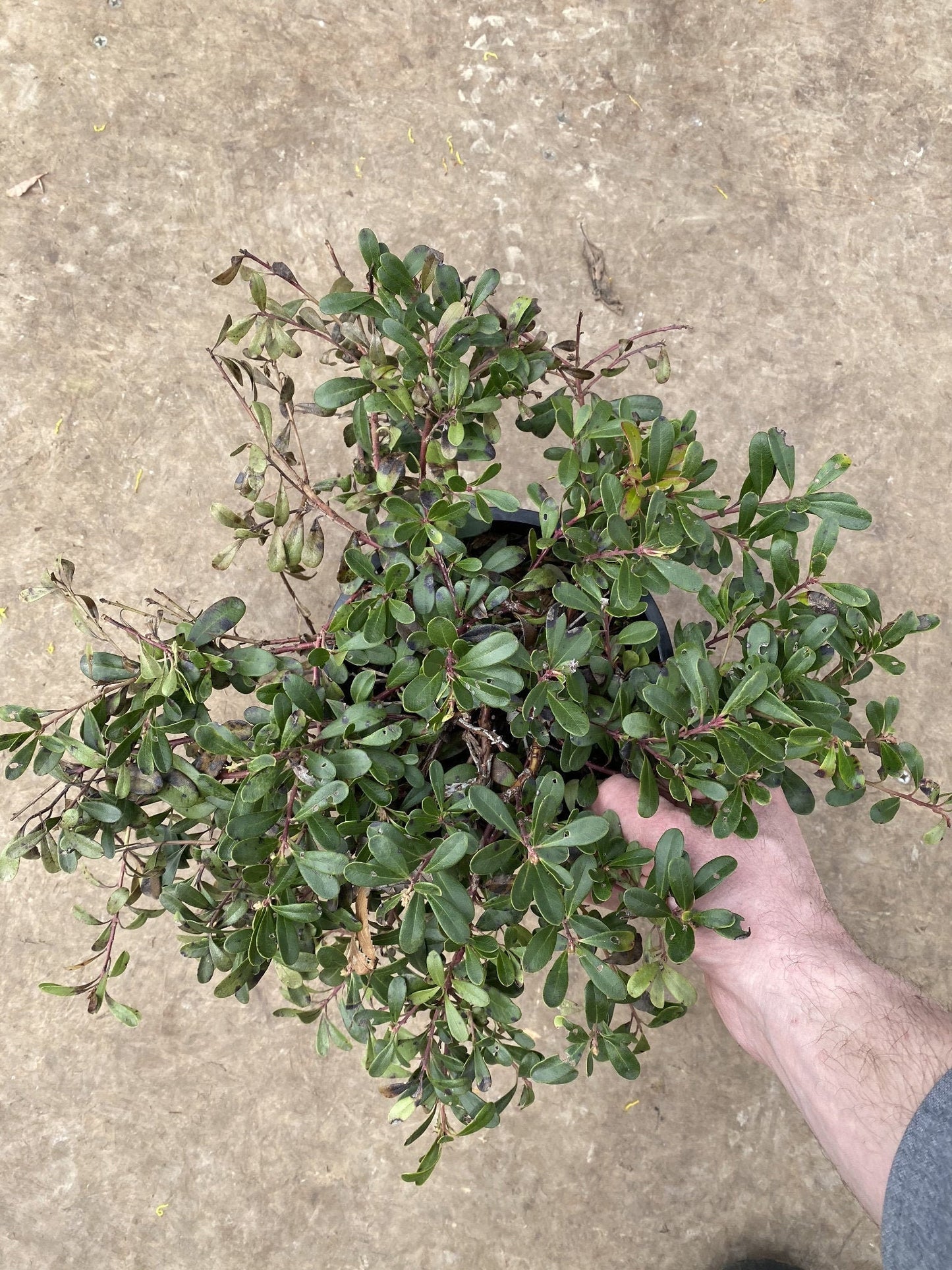 Kinnikinnick/Bearberry, Massachusetts