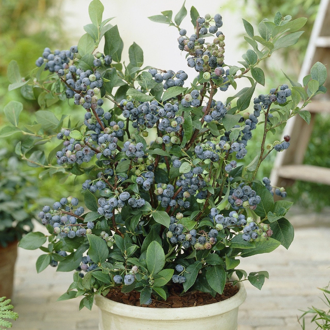 Blueberry, Top Hat