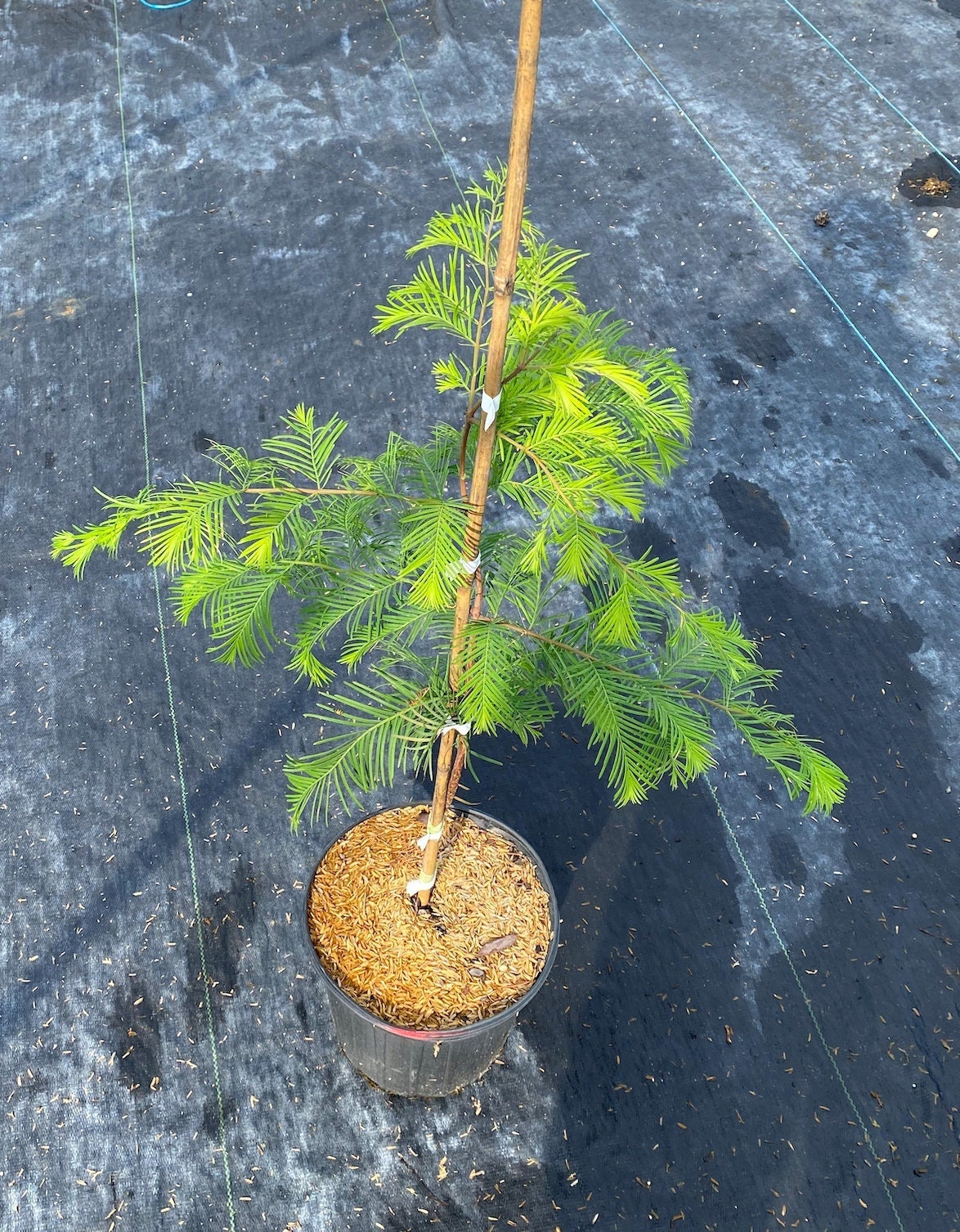 Dawn Redwood (Metasequoia glyptostroboides)