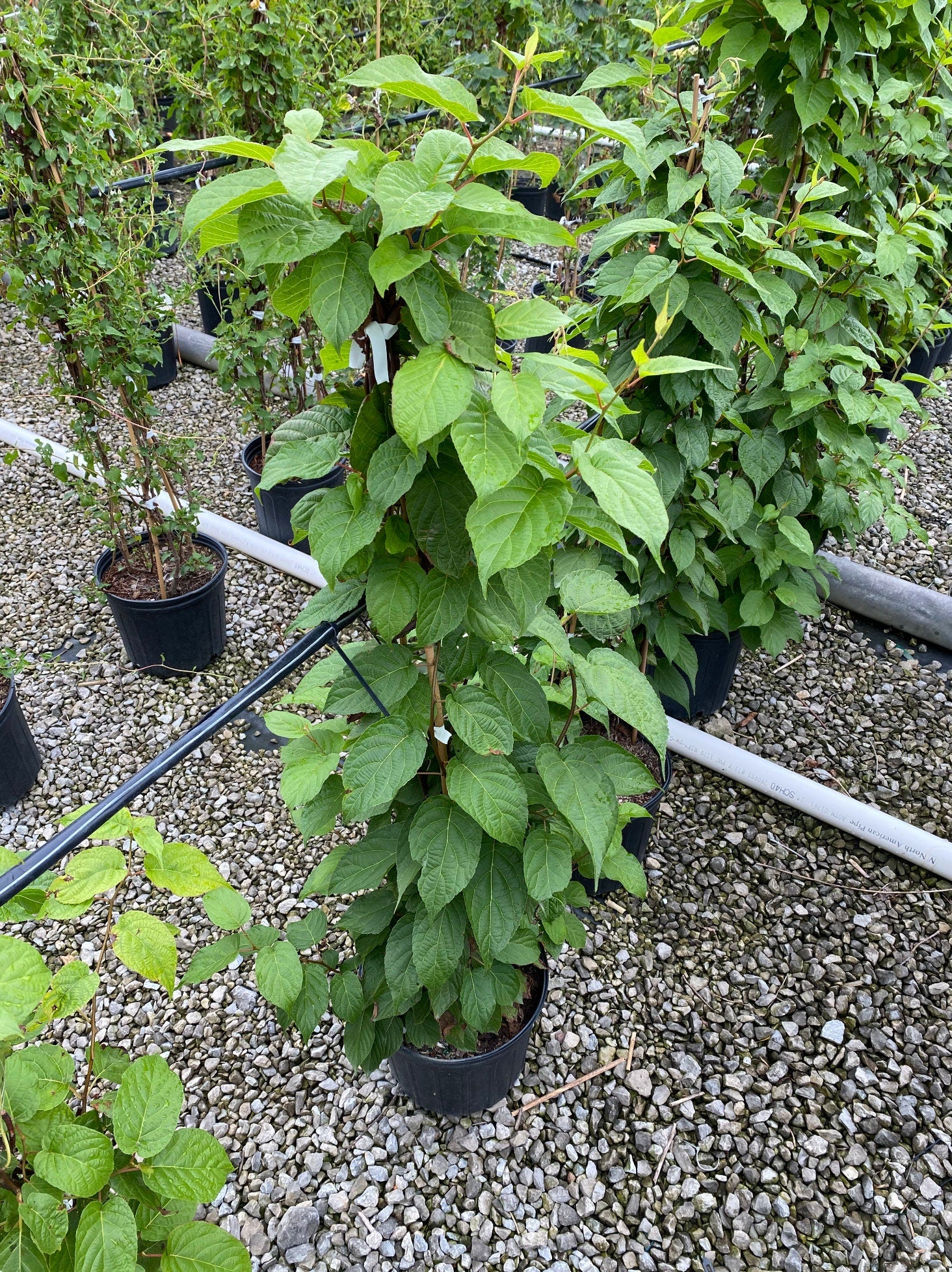 self fertile plants Kiwi, Issai