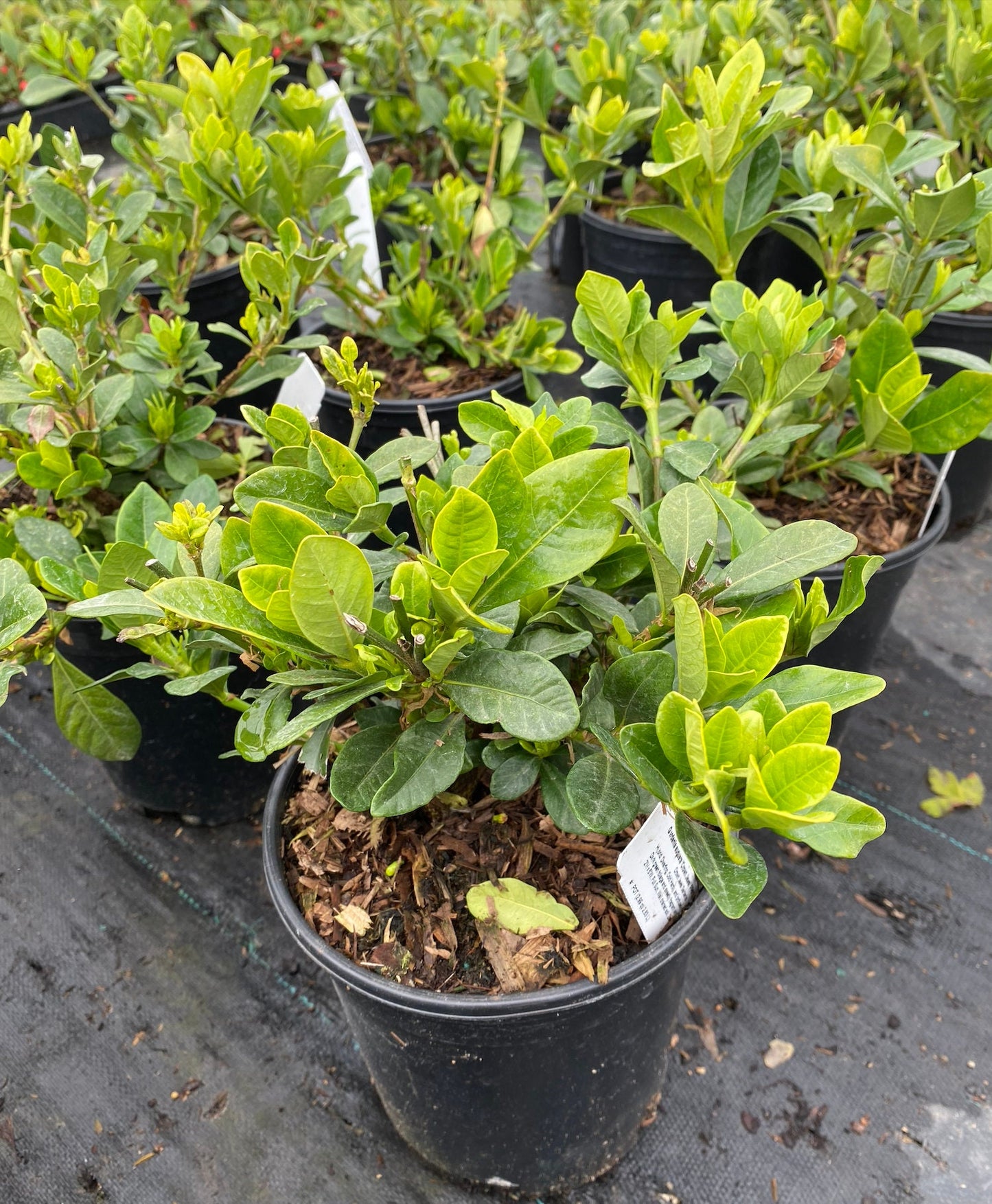 Gardenia, Crown Jewel