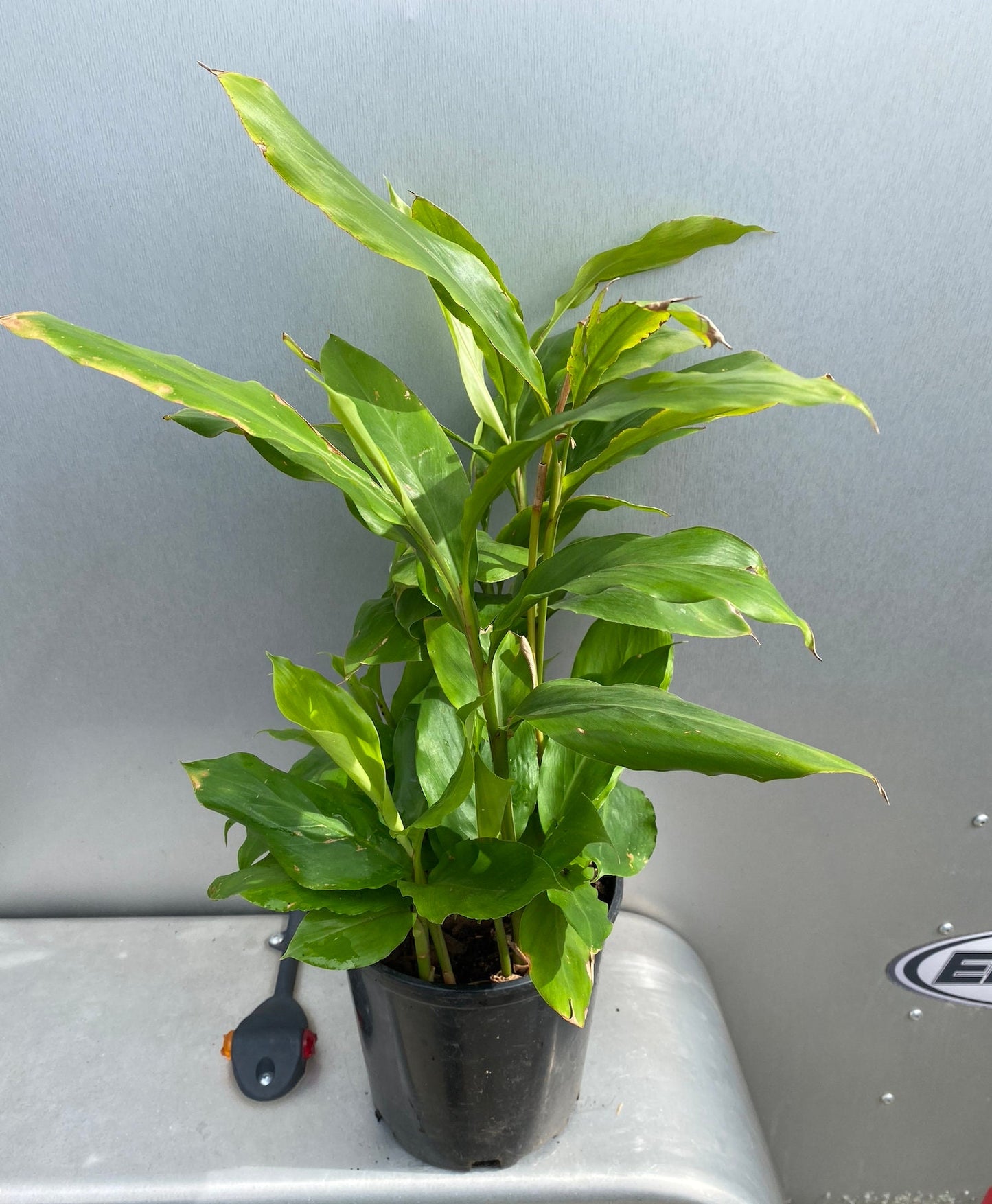 Cardamom Ginger, False Cardamom, Dwarf Cardamom (Alpinia nutans/Alpina mutica)