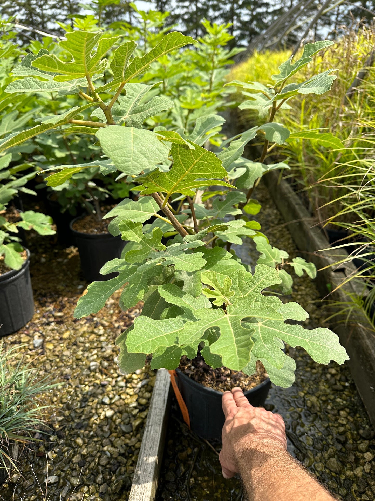 Fig,'Celeste'
