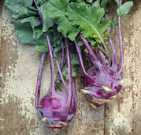 Kohlrabi - Purple Vienna