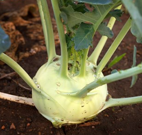 Kohlrabi - White