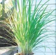 Lemongrass, West Indian