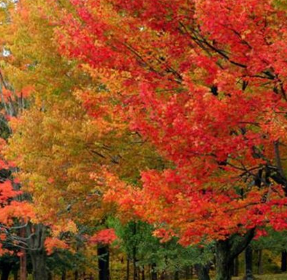 Sugar Maple (Acer saccharum)