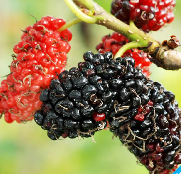 Red Mulberry (Morus rubra)