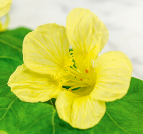 Nasturtium, Yeti