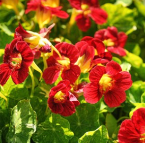 Nasturtium, Alaska Shades