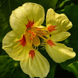 Nasturtium, Jewel Peach Melba