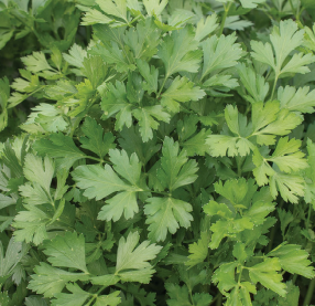 Parsley, Flatleaf