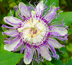 Passion Flower