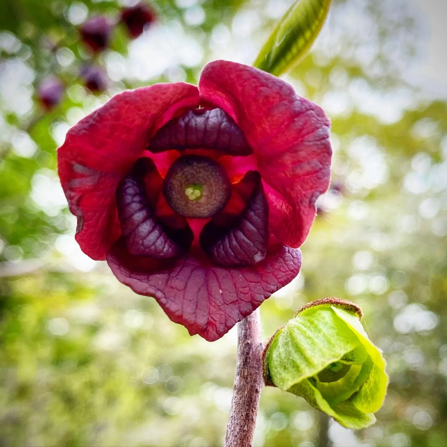 Pawpaw (Asimina triloba)