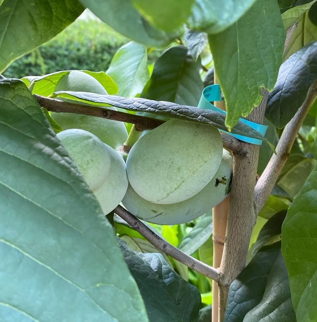 Pawpaw (Asimina triloba)