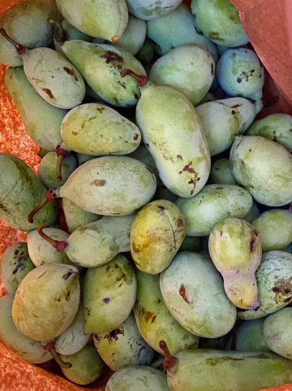 Pawpaw (Asimina triloba)