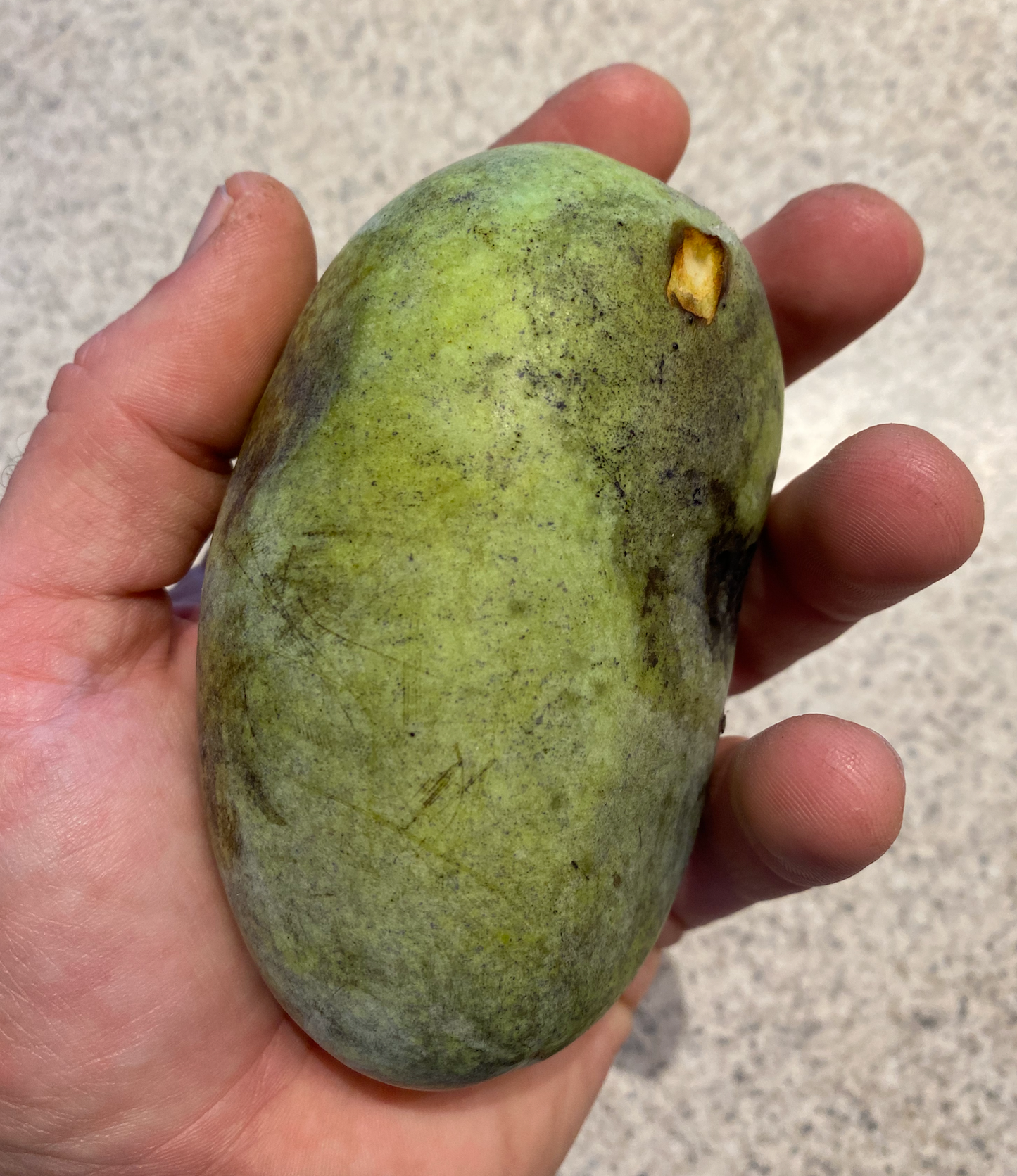 Pawpaw (Asimina triloba)
