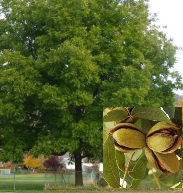 Pecan (Carya illinoinensis)