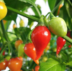 Pepper, Biquinho