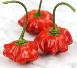 Pepper, Brazilian Starfish