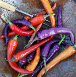 Pepper, Buena Mulata