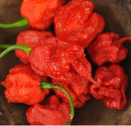 Pepper, Carolina Reaper