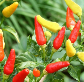 Pepper, Tabasco