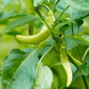 Pepper, Italian Pepperoncini