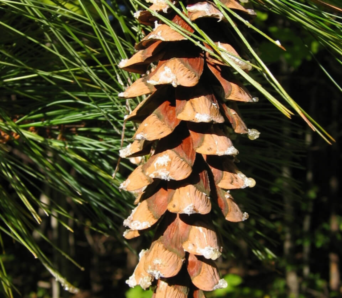 Eastern White Pine (Pinus strobus)