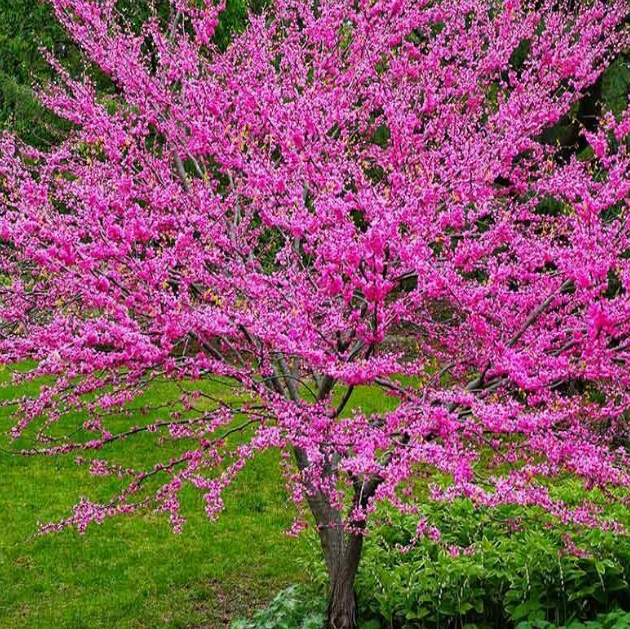 Eastern Redbud (Cercis canadensis)