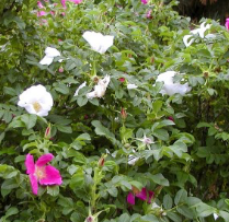 Rose, Rugosa